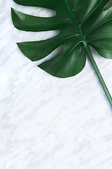 Image showing Dark tropical Monstera leaf on marble background
