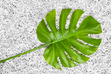 Image showing Tropical Monstera leaf in a heap of shredded paper