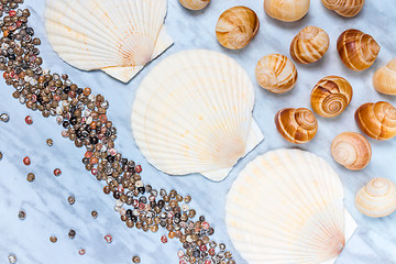 Image showing Seashells of different sizes on blue marble background