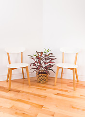 Image showing Room corner with elegant chairs and colorful Croton plant