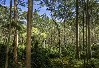 Image showing Spotted gum forest Australia