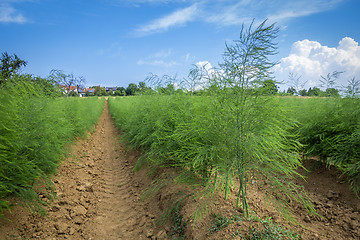 Image showing asparagus field in summer
