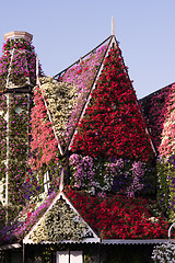 Image showing Dubai miracle garden