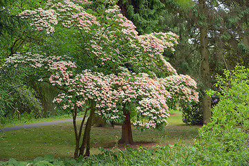 Image showing Korean Dogwood tree in botanical garden Dublin