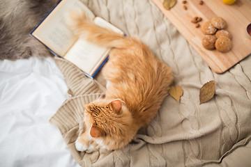 Image showing red tabby cat lying on blanket at home in winter