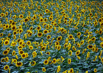 Image showing Sun flowers