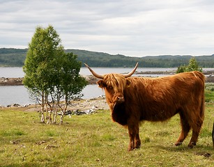 Image showing Scottish Highland cattle