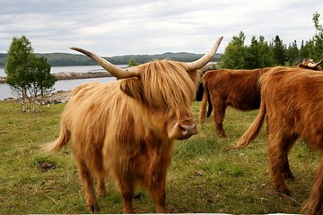 Image showing Scottish Highland cattle