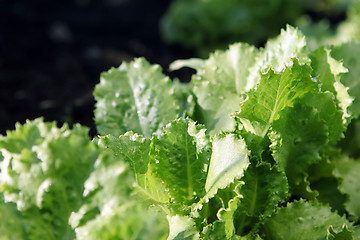 Image showing lettuce growing on soil