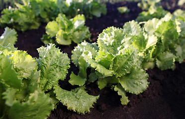 Image showing lettuce on soil 