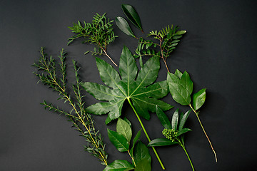 Image showing Tools and accessories florists need for making up a bouquet