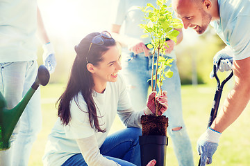 Image showing group of volunteers planting tree in park