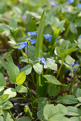 Image showing Siberian squill flowers - scilla siberica
