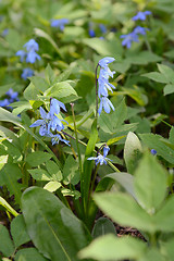 Image showing Blue siberian squill flowers growing wild