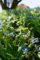 Image showing Bell-shaped blue siberian squill flowers 