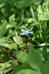 Image showing Single blue siberian squill flower