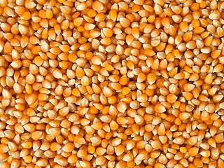 Image showing Corn seeds background