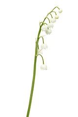 Image showing Lily of the valley