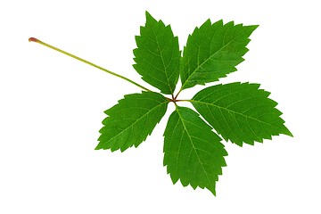 Image showing Spring yellow leaf