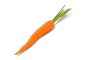 Image showing One carrot on white background