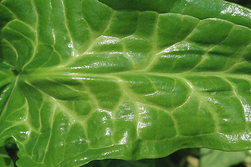 Image showing Green leaf