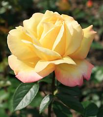 Image showing Yellow rose