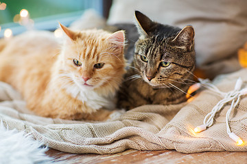 Image showing two cats lying on window sill with blanket at home