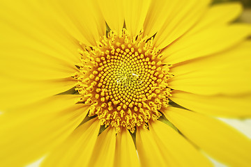 Image showing a typical yellow sunflower detail