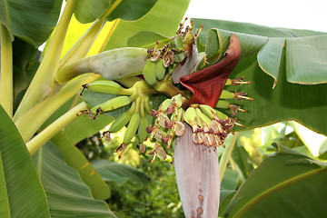 Image showing Banana tree flower