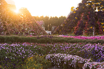 Image showing Dubai miracle garden