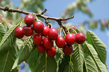 Image showing Cherries