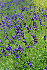 Image showing Lavender.