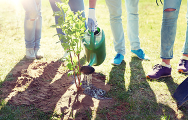 Image showing group of volunteers planting and watering tree