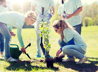 Image showing group of volunteers planting tree in park