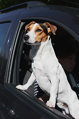 Image showing Dog while looking through car\'s window