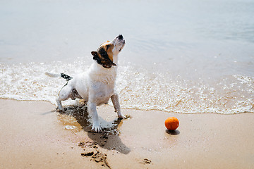 Image showing Funny dog Jack Russell Terrier out of the water and shakes on a sandy beach.