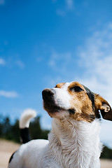 Image showing Funny dog Jack Russell Terrier on a sandy beach looking into the distance. Bottom view.