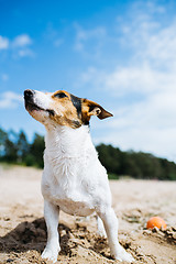 Image showing Funny dog Jack Russell Terrier on a sandy beach looking into the distance. Bottom view.