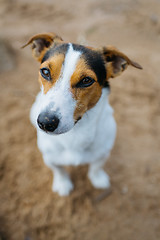 Image showing Funny dog Jack Russell Terrier sits on sandy beach and requests something. The view from the top.