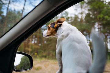 Image showing Funny dog Jack Russell Terrier looks out of the car window. Travel on a Sunny summer day.