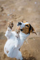 Image showing Funny dog Jack Russell Terrier is on the sand on its hind legs and asks what. The view from the top.