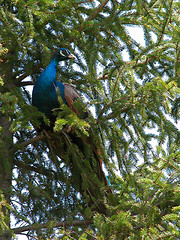 Image showing Peacock