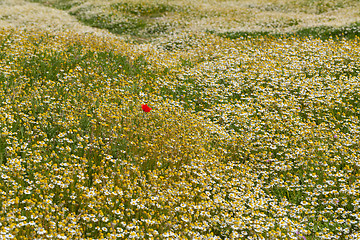 Image showing Spring flower meadow