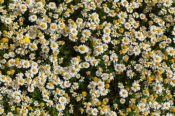 Image showing Spring flower meadow