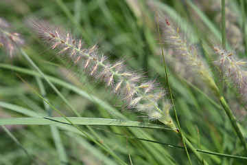 Image showing Oriental fountain grass