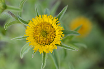 Image showing Spiny Starwort