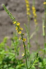 Image showing Common agrimony flowers