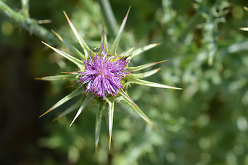 Image showing Milk thistle flower