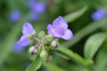 Image showing Spiderwort flower