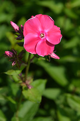 Image showing Garden phlox